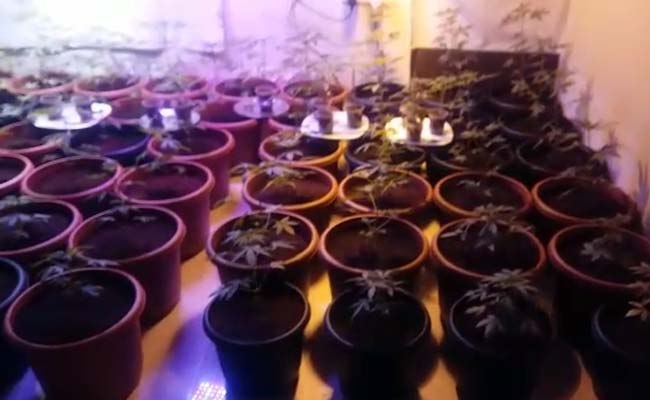 हैदराबाद : इंटरनेट से तरीका सीखकर घर में बने बगीचे में उगाया जा रहा था गांजा