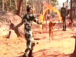 Indian Dogs Now Part Of Bomb Disposal Squad In Bastar Indian Dogs Now Part Of Bomb Disposal Squad In Bastar