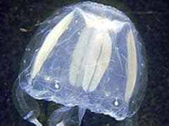 World's Smallest Jellyfish Causes Havoc In Australia