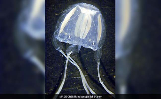 World's Smallest Jellyfish Causes Havoc In Australia