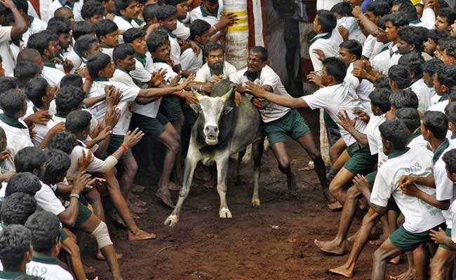 जल्लीकट्टू कार्यक्रम के दौरान छह लोग गंभीर रूप से घायल, 1600 खिलाड़ियों ने लिया था हिस्सा