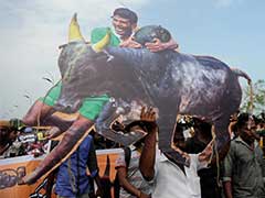Order Allowing Jallikattu Moves Up The Ranks To The President: 10 Facts