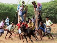 Several Jallikattu Supporters Detained In Tamil Nadu