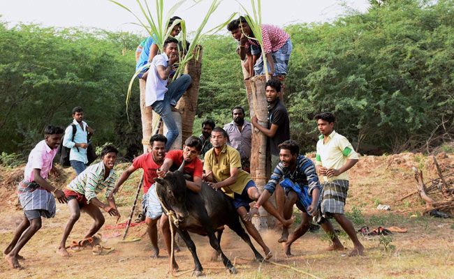 Jallikattu Held Again, Stir On, Activists Want Ban To Stay