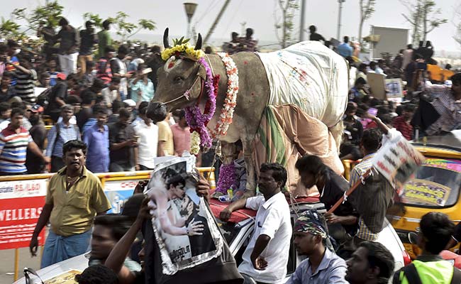 Tamil Nadu Assembly Unanimously Passes Jallikattu Bill