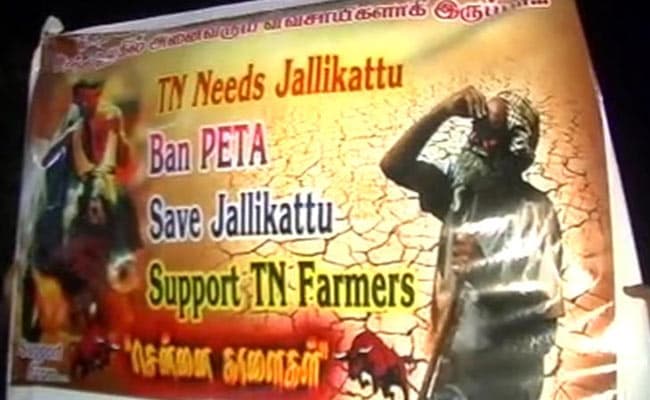 jallikattu protests 650