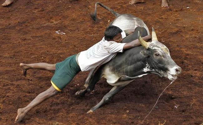 What Is Jallikattu? All You Need To Know About Tamil Nadu's Bull-Taming Tradition