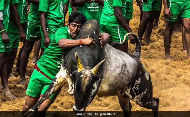 Jallikattu HD image  Veera Kumaran  Flickr