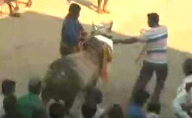 Tradition Trumps Law As Tamil Nadu's Madurai Holds Jallikattu