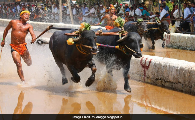 After Jallikattu Row, Karnataka Wants Ban Lifted On Kambala - Buffalo Race