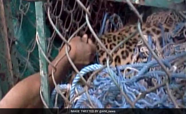 Leopard Enters Bengal Town, Captured