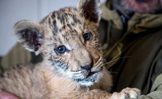 Rare Lion-Tiger Hybrid Born In Southern Russian Zoo