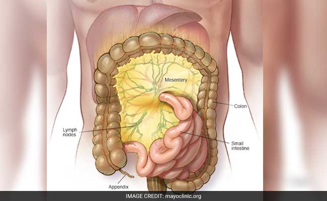 Scientists Discover A New Human Organ, Mesentery