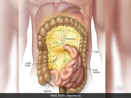 Scientists Discover A New Human Organ, Mesentery Scientists Discover A New Human Organ, Mesentery