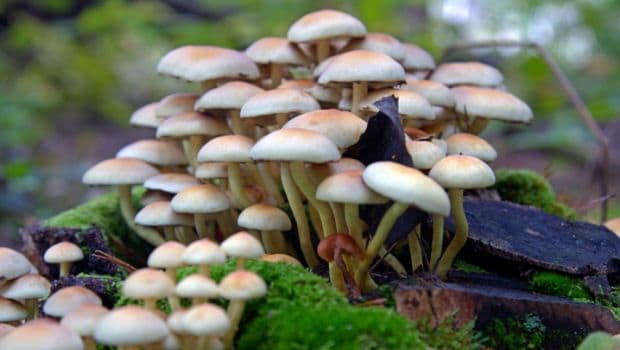 The Right Way to Clean Mushrooms