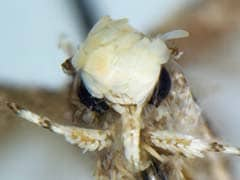 Tiny Moth With Distinctive 'Hairdo' Named After Donald Trump