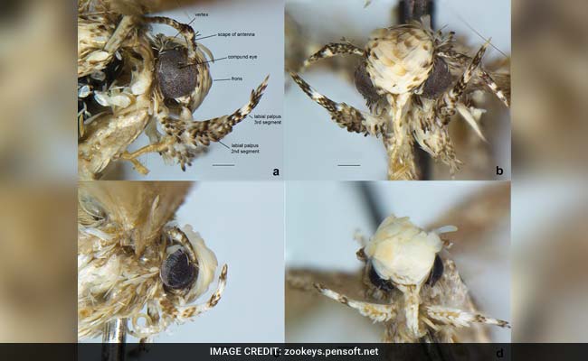 Tiny Moth With Distinctive 'Hairdo' Named After Donald Trump