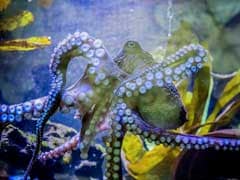 The Octopus Who Recognizes Humans And Has Other Amazing Skills