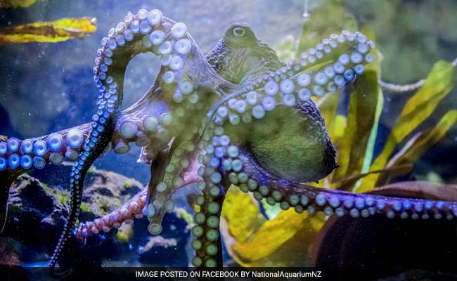 The Octopus Who Recognizes Humans And Has Other Amazing Skills