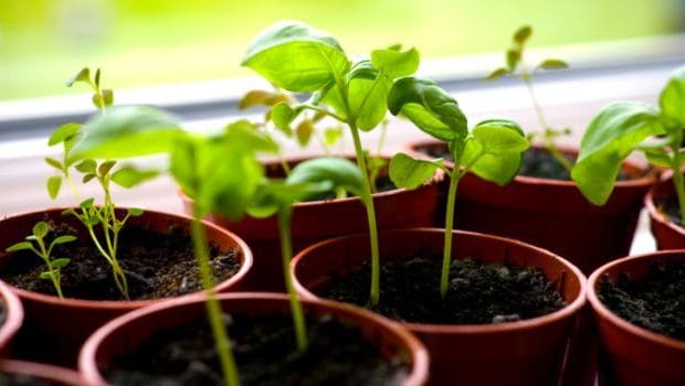 5 Herbal Medicines You Can Grow in Your Balcony