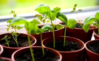 5 Herbal Medicines You Can Grow in Your Balcony