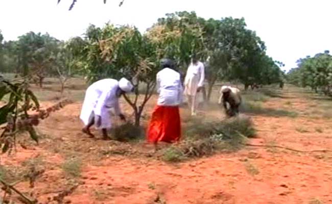 In Tamil Nadu, Sikh Farmers Turn Barren Land Into Orchards