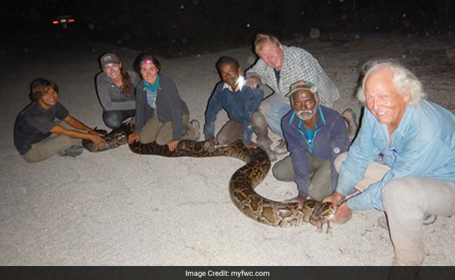 US Enlists Snake Hunters From India To Catch Pythons