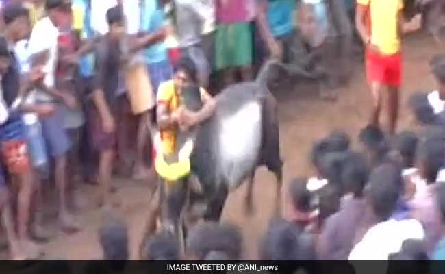 Despite Protests, Tamil Nadu Gets To Watch Some Jallikattu