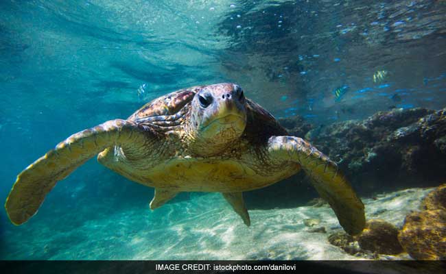 29 Turtles Seized, 2 Smugglers Arrested In Jharkhand
