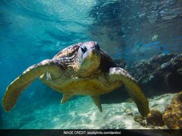 In Record Haul, 6,400 Turtles Rescued In Uttar Pradesh; Kingpin Arrested In Record Haul, 6,400 Turtles Rescued In Uttar Pradesh; Kingpin Arrested