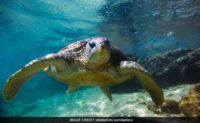 In Record Haul, 6,400 Turtles Rescued In Uttar Pradesh; Kingpin Arrested