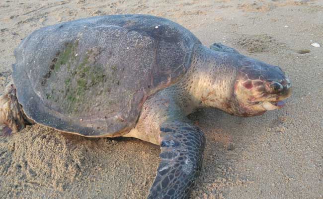 Olive Ridley Turtles Arrive At Gahirmatha Beach