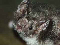 Vampire Bats Found Sucking Human Blood For The First Time, Say Scientists