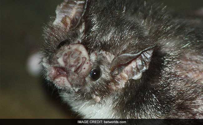 Vampire Bats Found Sucking Human Blood For The First Time, Say Scientists