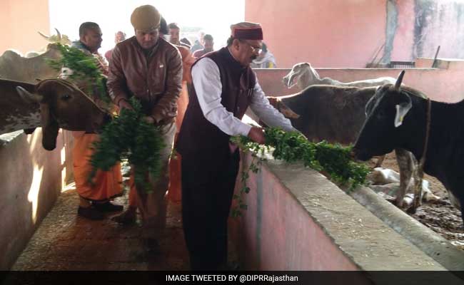 Cows Inhale And Exhale Oxygen, Says Rajasthan Minister; Twitter Explodes