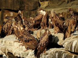 गिद्धों का अस्तित्व संकट में होना यानी... गिद्धों का अस्तित्व संकट में होना यानी...