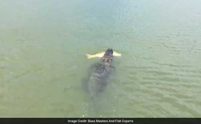 Watch: Sneaky Alligator Steals Kid's Fish, Video Gets 10 Million Views