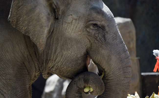 Madras High Court Slams Use Of Elephants To Bless People