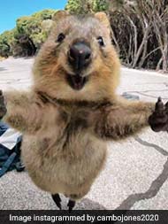 Quokka, The 'World's Happiest Animal,' Lives In Australia. See Pics