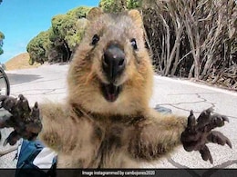 Quokka, The 'World's Happiest Animal,' Lives In Australia. See Pics Quokka, The 'World's Happiest Animal,' Lives In Australia. See Pics
