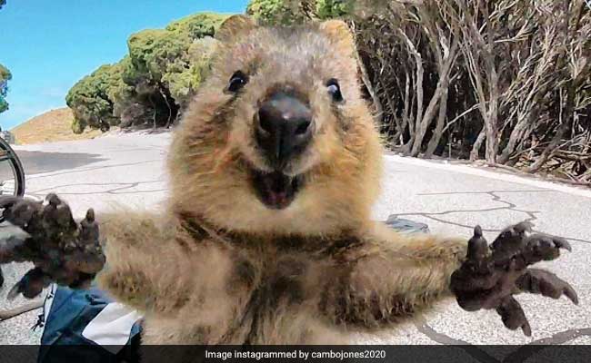 Quokka, The 'World's Happiest Animal,' Lives In Australia. See Pics