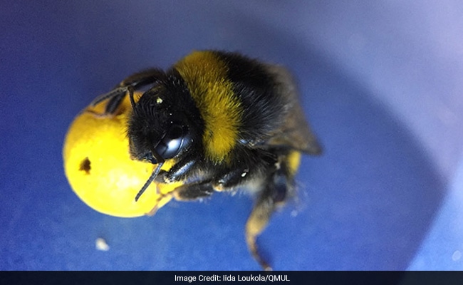 Scientists Taught Bees To Play Football. Sort Of.