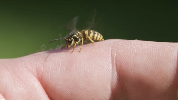10 Brilliant Home Remedies For Bee Sting