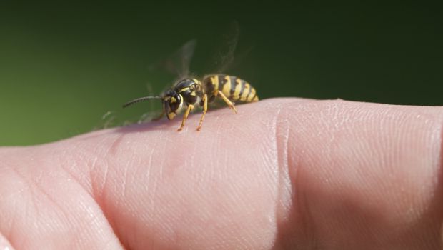 10 Brilliant Home Remedies For Bee Sting
