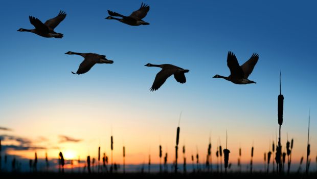 Bird Watching May Help You Reduce Stress and Anxiety