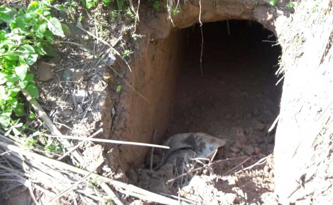 20-Foot Tunnel From Pakistan Found By BSF At Sambha, Jammu and Kashmir