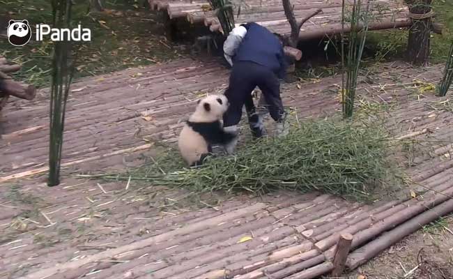 Play With Me, Human! Clingy Panda Won't Let Go Of Nanny's Leg At Any Cost