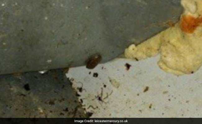 At Indian Restaurant, Diners Were Mid-Meal When Cockroaches Shut It Down At Indian Restaurant, Diners Were Mid-Meal When Cockroaches Shut It Down