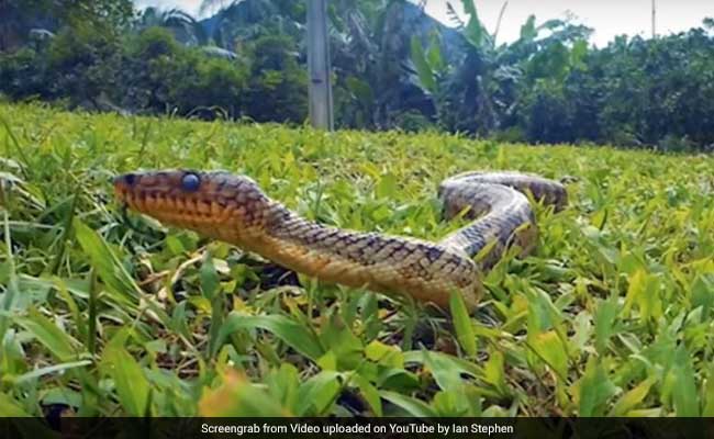 World's Rarest Boa Snake Spotted For The First Time In 64 Years