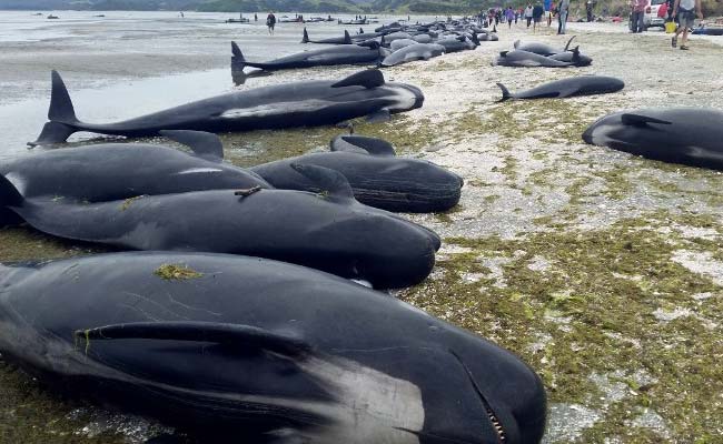 400 Whales Stranded On Beach, Thrashing Tails In Distress